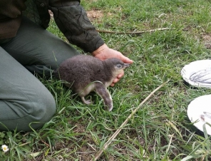 Hand feeding Penguins